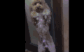 萌宠 狗狗 汪星人 萌 可爱