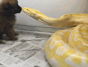 小狗 黄色大蟒蛇 凶狠 可怕