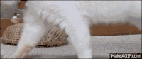 可爱 动物 猫 狗