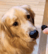 狗 宠物 萌宠