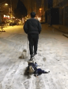三只狗狗 拖着走 遛狗 雪地 搞笑