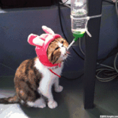 恶搞 搞笑 游戏 恐怖 杯具 可爱 猫猫 影视 喝水 梦幻