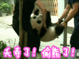 熊猫 可爱 偷熊 夭寿了