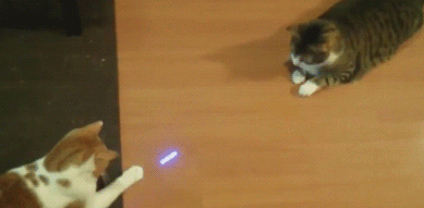 激光笔 猫咪 玩的开心