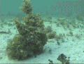 可怕 海底 珊瑚 生物 袭击