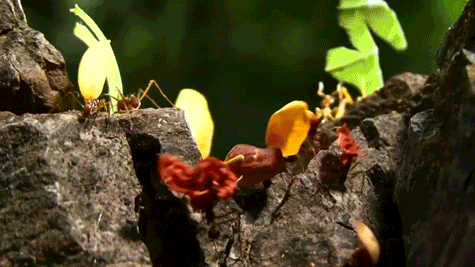 生物学 biology science 切叶蚁 生物