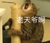 萌宠 喵星人 老天爷啊 委屈 呆萌 可爱