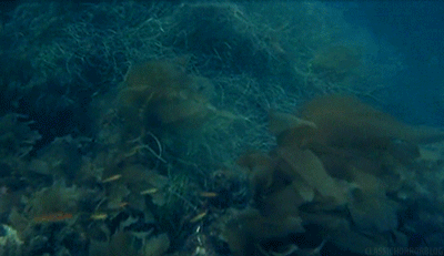 海底世界 潜水 水草 拍摄