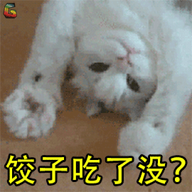 萌宠 猫咪 猫 冬至 饺子 饺子吃了没 吃饺子 soogif soogif出品