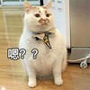 萌宠 喵星人 嗯？？？ 咋了 呆萌 可爱