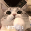沙雕猫 猫咪 猫 可爱猫 猫表情包 猫咪表情包 小猫