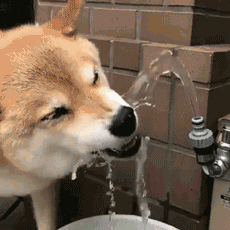 狗狗 萌宠 喝水 渴了