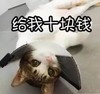 萌宠 猫星人 给我十块钱 我没钱了 搞怪 逗
