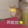 萌宠 猫星人 两眼放光 柠檬 呆萌 可爱