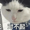 对不起 猫 我错了