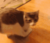 小猫 可爱 毛茸茸 喵星人 萌萌哒