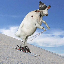 奶牛 滑雪 逗逼 傻蛋