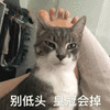 沙雕猫 猫咪 猫 可爱猫 猫表情包 猫咪表情包 小猫
