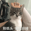 沙雕猫 猫咪 猫 可爱猫 猫表情包 猫咪表情包 小猫