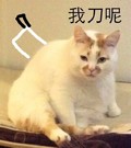 我刀呢 猫咪 白毛 眼神 坐着 讯飞