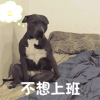 不想上班 狗狗 躺下 床铺