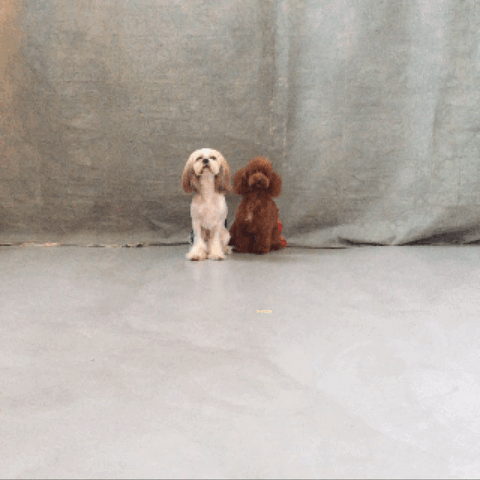贵宾犬 poodle 拍摄 两只狗