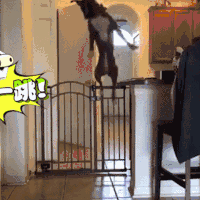 喵星人 猫咪 可爱 萌宠