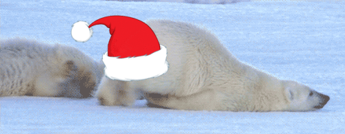 北极熊 动物 懒惰 爬行