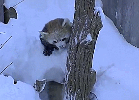 小浣熊 玩耍 雪地 可爱