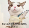 猫咪 咸鱼 搞笑 可爱