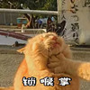 萌宠 喵星人 锁喉掌 打你 生气 打架