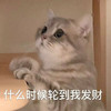 萌宠 猫星人 什么时候轮到我发财 开心 呆萌 可爱