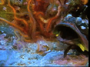 珊瑚 海底 生物 张嘴