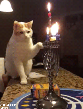 我手贱起来  连我自己都怕  猫咪    蜡烛