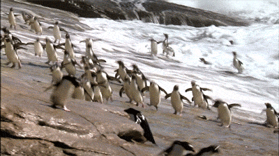 海滩 企鹅 海浪 奔跑 跳跃penguin