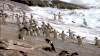 海滩 企鹅 海浪 奔跑 跳跃penguin