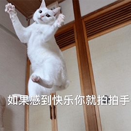 萌宠 猫咪 猫 如果感到快乐你就拍拍手 开心
