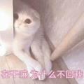 沙雕猫 猫咪 猫 可爱猫 猫表情包 猫咪表情包 小猫