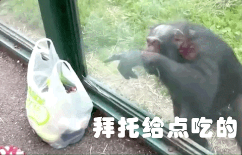 拜托 拜托给点吃的 猩猩 吃货