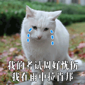 考试 忧伤 肖邦 猫