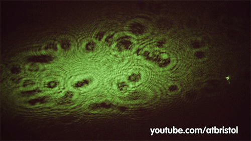 细胞 游走 显微镜 显示