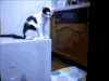 动物 小猫 抓尾巴 误会
