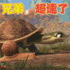 妈妈咪鸭 乌龟 蜗牛 兄弟，超速了 soogif soogif出品