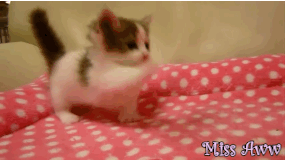 猫咪 床 玩耍 逗猫