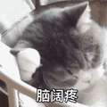 脑阔疼 猫