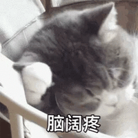 脑阔疼 猫 可爱 呆萌