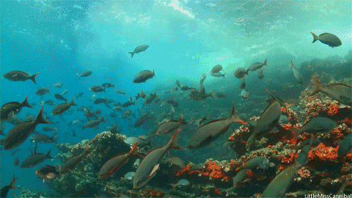 海洋 海底世界 鱼群 美景 奇观