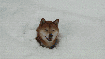 狗狗 雪地 球 可爱