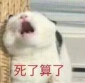 猫咪 张嘴 牙齿  死了算了