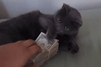 小猫 钱 可爱 灰色